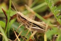 Euchorthippus elegantulus