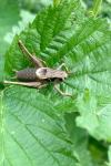 Pholidoptera griseoaptera