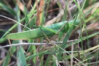Ruspolia nitidula