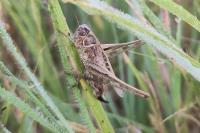 Tessellana tessellata