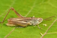 Euchorthippus elegantulus