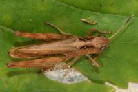 Gomphocerippus rufus