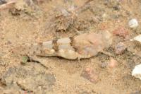 Sphingonotus caerulans