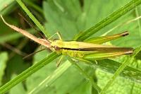 Mecostethus parapleurus