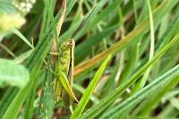 Mecostethus parapleurus