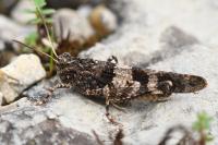 Oedipoda caerulescens