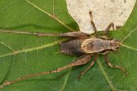 Pholidoptera griseoaptera