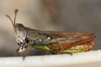 Gomphocerippus rufus