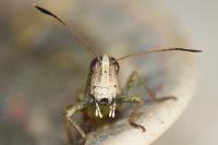 Gomphocerippus rufus