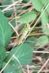 Pseudochorthippus parallelus
