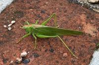 Tettigonia viridissima
