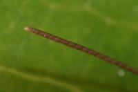 Euchorthippus elegantulus