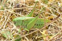 Decticus verrucivorus