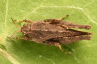 Tetrix subulata