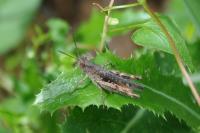 Chorthippus