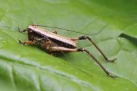 Pholidoptera griseoaptera