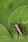 Pholidoptera griseoaptera