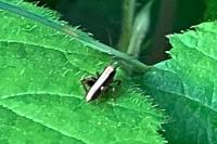 Pholidoptera griseoaptera