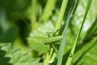 Tettigonia viridissima