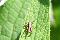 Pholidoptera griseoaptera