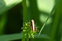 Pholidoptera griseoaptera