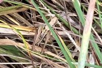 Platycleis