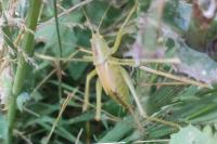 Tettigonia viridissima