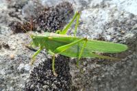 Tettigonia viridissima