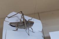 Platycleis albopunctata