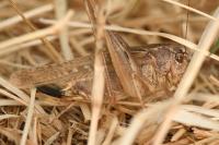 Platycleis albopunctata