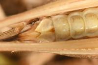 Platycleis albopunctata