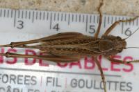 Platycleis albopunctata