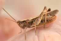 Gomphocerippus brunneus