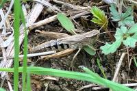 Pseudochorthippus parallelus