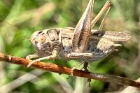 Tessellana tessellata