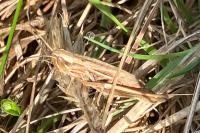 Euchorthippus declivus