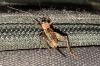 Nemobius sylvestris