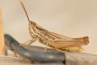 Euchorthippus elegantulus