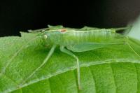 Meconema meridionale