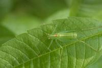 Meconema meridionale