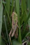 Pseudochorthippus parallelus