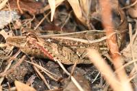 Calliptamus italicus