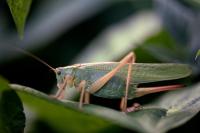 Tettigonia viridissima