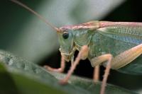 Tettigonia viridissima
