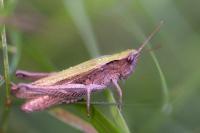 Chorthippus dorsatus