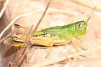 Pseudochorthippus parallelus