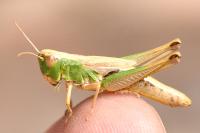 Pseudochorthippus parallelus