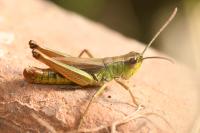 Pseudochorthippus parallelus