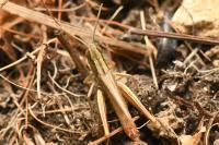 Euchorthippus elegantulus