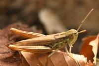 Euchorthippus elegantulus